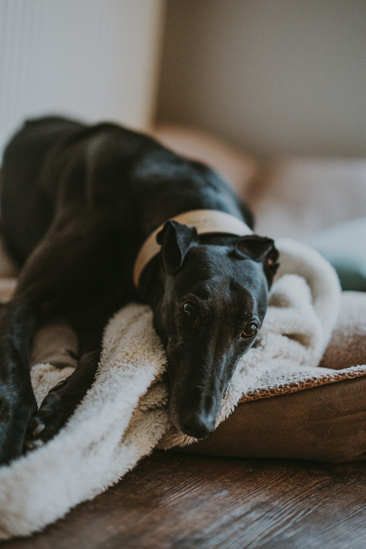 How Brutus Found His Forever Home