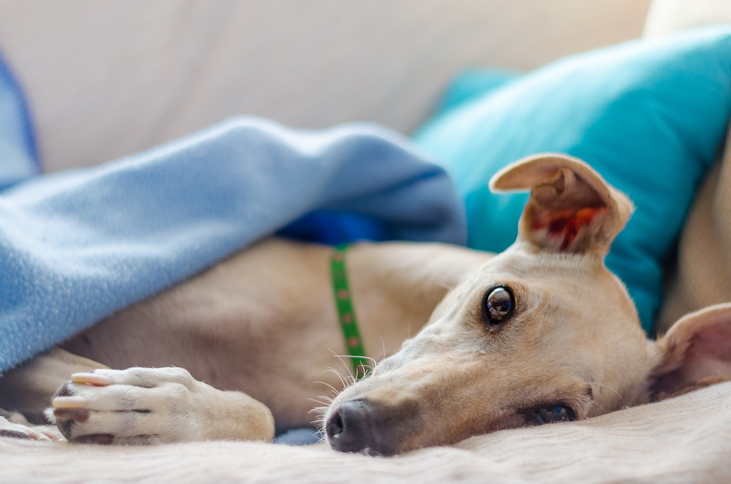 The Everyday Adventures of an Adopted Greyhound